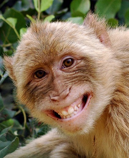 smile monkey