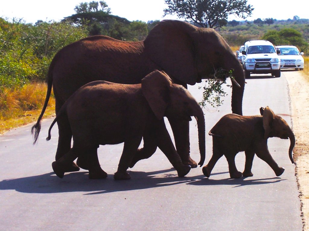 Kruger Park, South Africa
