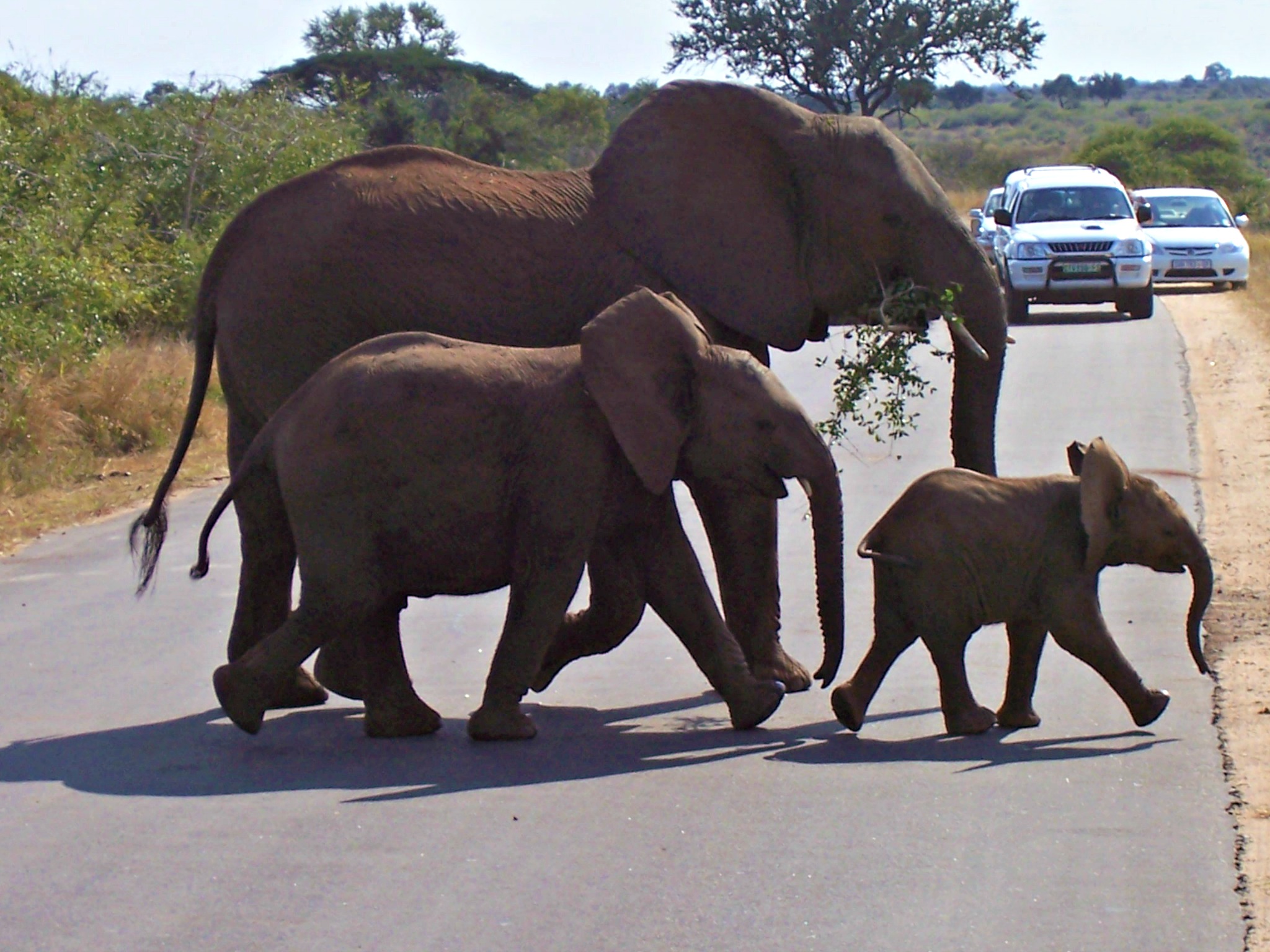 Kruger Park, South Africa