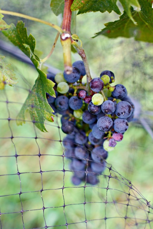 Baker Buffalo Creek Vineyard and Winery