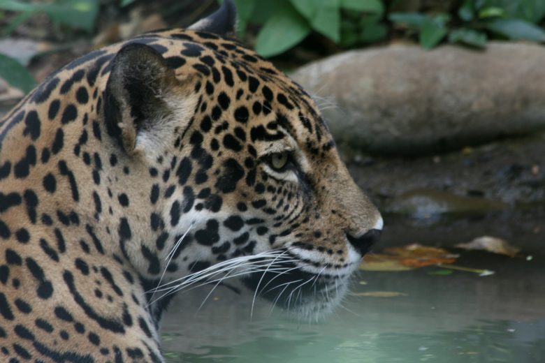 Jaguar At Las Pumas