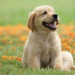 How Much A Certificate In Dog Grooming Could Help Your Career