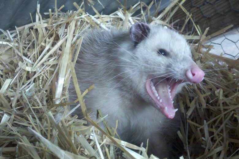 Angry Opossum
