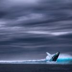The Whale As A Spirit Animal
