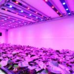 All You Need to Know about LED Grow Lights