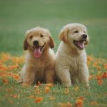 The best five small breed dogs to select from and bring home