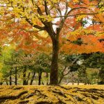 Five Stunning Japanese Maple Varieties You Can Use In Your Garden