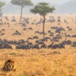 Why You Should Take Your Kids To An African Safari