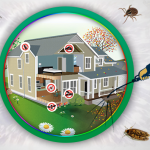 How Can I Control Pest In My House?