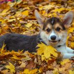 Fun Activities To Enjoy With Your Dog This Fall