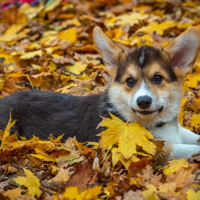 Dog in Fall