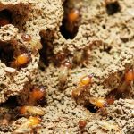 How to Deal with a Termite Infestation