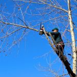 All You Need To Know About Tree Pruning Aspects In Detail