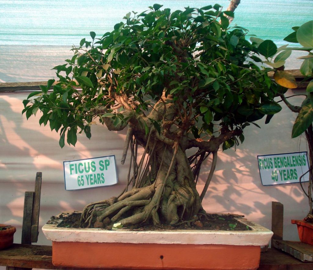 FACTS ABOUT BONSAI TREE – DEFINITION AND MEANING | My Beautiful Adventures