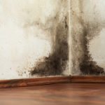 What Are Some Of The Things That Happen During A Mold Inspection?