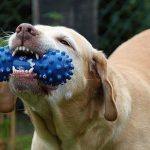 Five Best Accessories Every Dog Owner Should Have