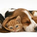 What To Do When Your Pet Has Fleas
