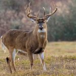 How To Become A Better Deer Hunter