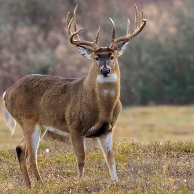 whitetail-deer-buck-generic