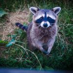 Four Ways To Protect Your Home From Wildlife