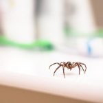 Seven Natural Ways To Keep Spiders Out Of Your Home
