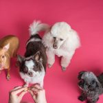 Which Dog Breed Is Right For Me?