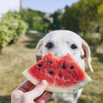 Fruits That Your Pet Can Safely Eat 