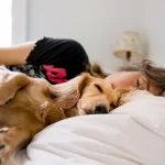 What To Do If Your Dog Scratches The Bed Sheets