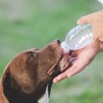 What Type Of Water Is Best-Suited For Children And Pets?