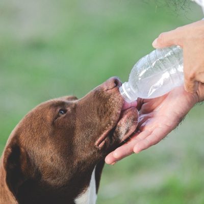 Dog-Drinking-Water