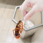 Top Twenty DIY Pest Control Tips From The Experts
