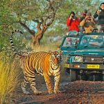 Eight Best Things To Do In Ranthambore One Should Never Miss