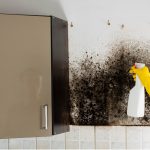 Why Mold Removal And Inspection On Detroit Housing Is Important