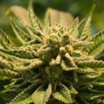 The Good Side of Cannabis – The Benefits That You Should Know
