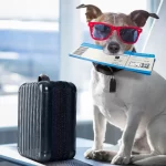 Nine Items You Need To Bring When You Are Traveling With A Pet