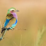 The ‘Big Six’ Birds of Kruger Park