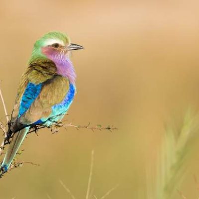Kruger Park Bird