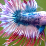 How To Grow A Betta Fish In A Jar: A Step-By-Step Guide