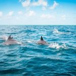 Swim with dolphins in Cozumel
