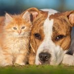 Keeping Your Pet in Perfect Shape: 7 Environmental Threats to Your Pet’s Health