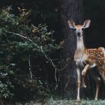 Five Benefits Of Automatic Deer Feeders