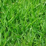 EFFECTIVE WAYS TO KEEP NATURAL LAWNS HEALTHY