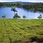 What To Expect When Venturing The Tea Route Tour Of Mauritius?