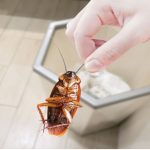 Cockroach Control Tips: How To Keep Cockroaches Out Of Your Home
