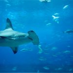 5 Best Places to Dive with Hammerhead Sharks in the World