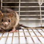 What Makes Rodent Control Services Important To Use?