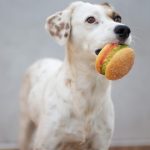 How To Select The Right Food For Your Dogs