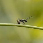 4 Methods To Get Rid of Black Carpenter Ants