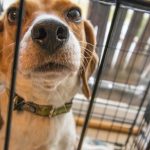The Top 5 Dog Cages for Every Budget and Space