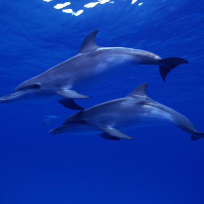 dolphins